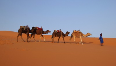 camel train
